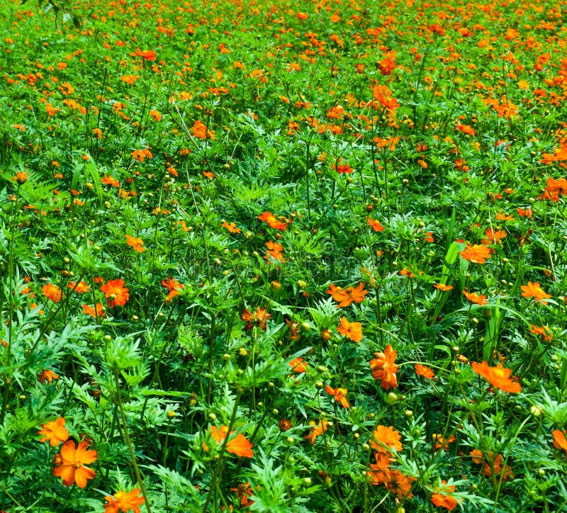 Orange Flowers in the Green Stock Image Image of flora, background
