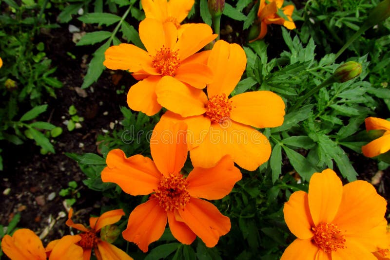 Orange flowers among green stock image. Image of gardening 59078169