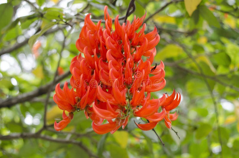 Orange Flowers of Newguinea Creeper. Stock Image Image of happy