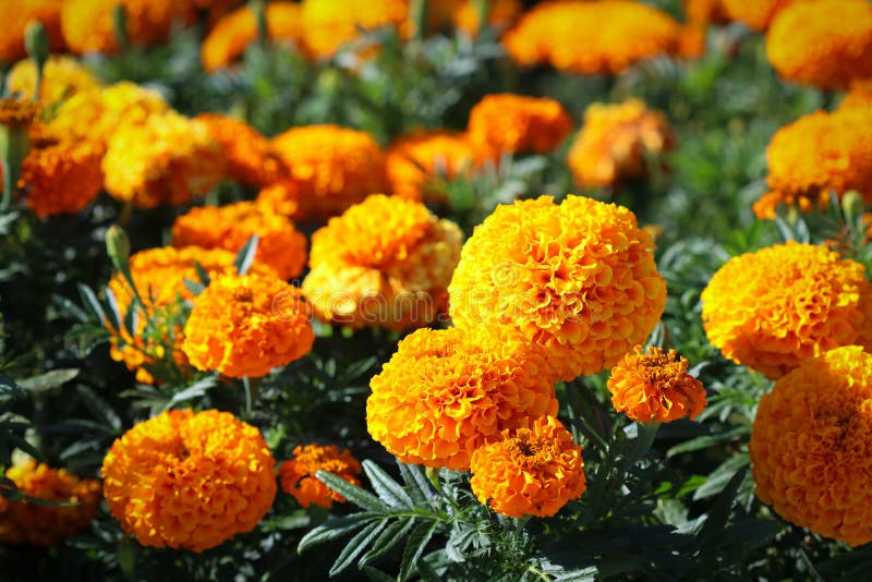 Orange flowers in park stock image. Image of people 197602899