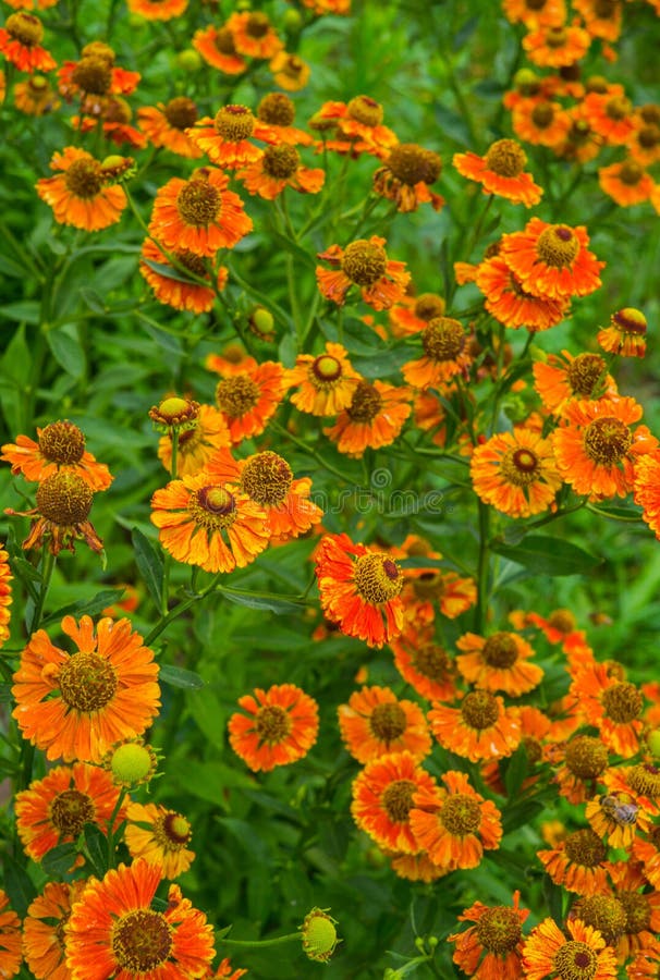 Orange flowers of perennial plants in the garden stock photo Orange flowers of perennial plants in the garden stock photo