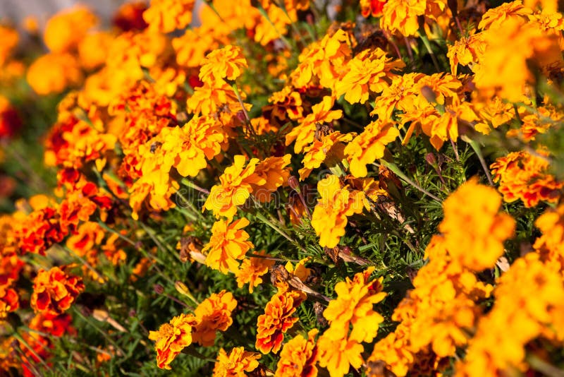 Orange flowers stock image. Image of allergy, plant, autumn 45410765