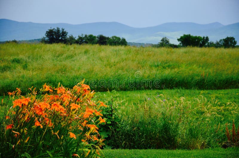 683 Vermont Flowers Stock Photos Free & RoyaltyFree Stock Photos