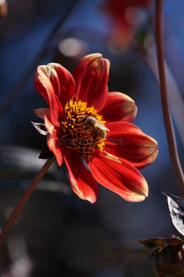 Orange flowers w/bees stock photo. Image of background 43393882