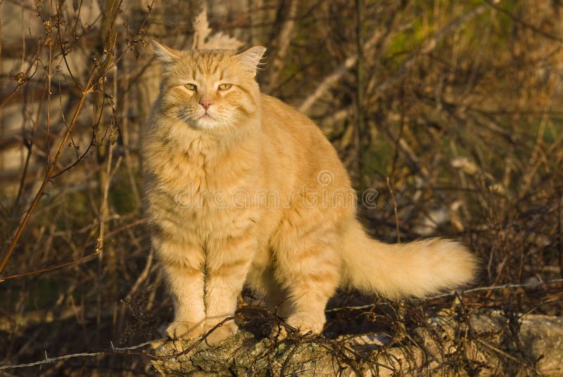 Orange Fluffy Cat With Christmas Hat Stock Photo Image 