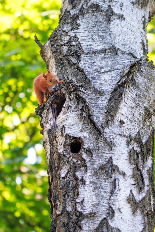 Orange forest squirrel on the trunk of an old birch near its hollow royalty free stock images