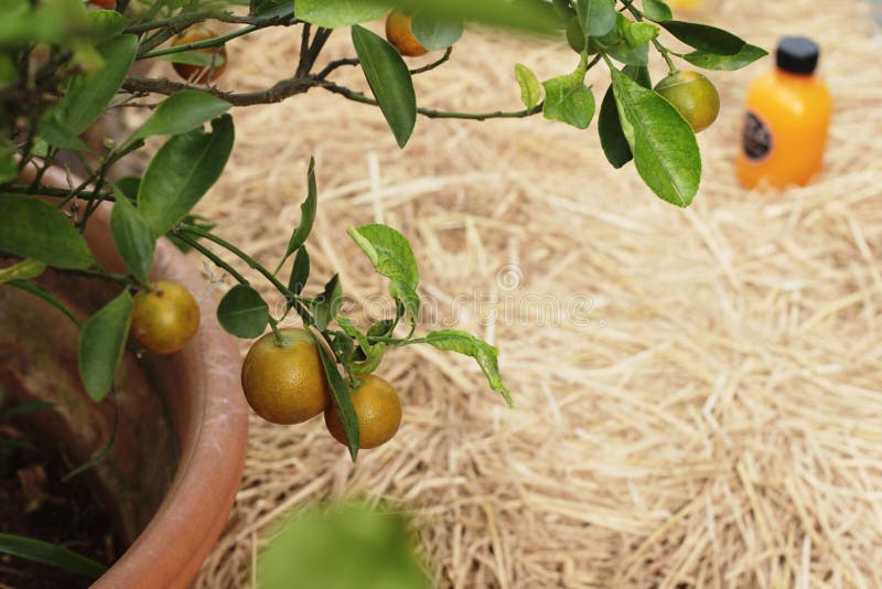Orange Frucht Auf Dem Baum Mit Saft Stockfoto - Bild von organisch ... Orange Frucht Auf Dem Baum Mit Saft Stockfoto - Bild von organisch ...
