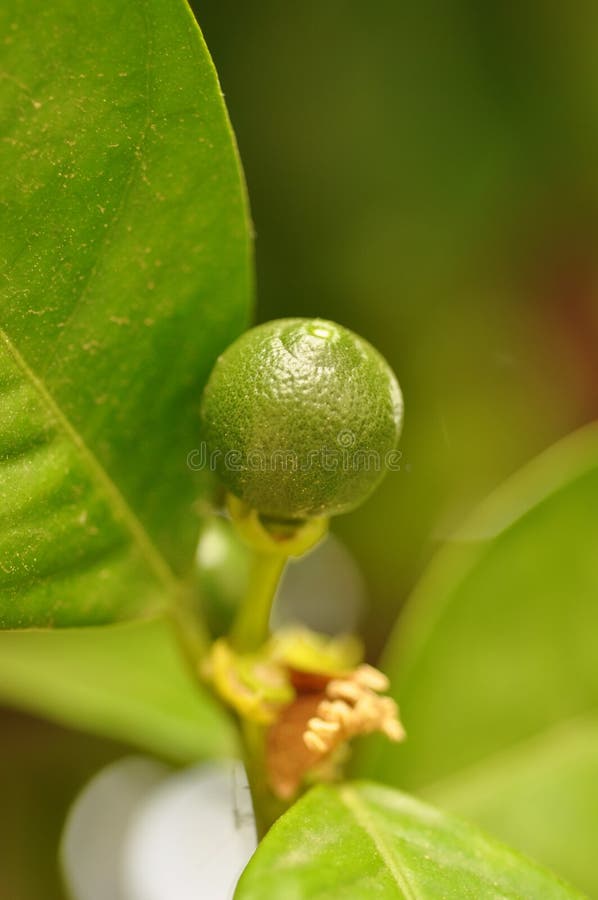 Stages of Citrus Orange Fruit Development Stock Image Image of