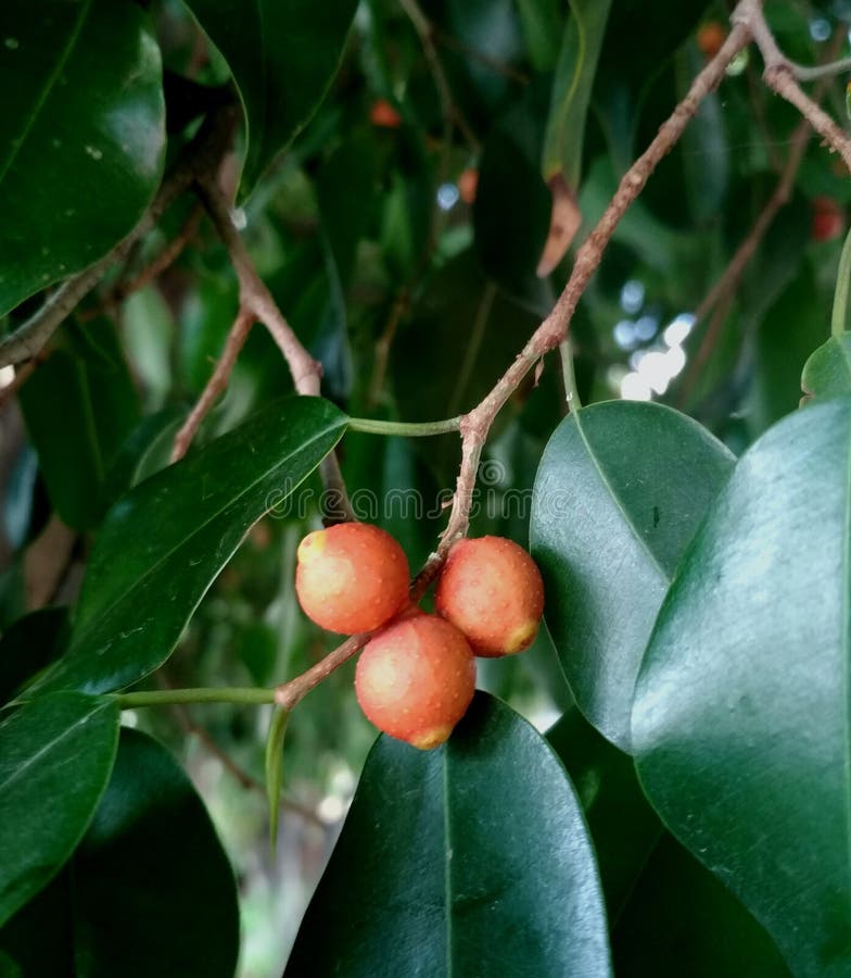 Orange Fruit Bush, Golden Dew Drop, Duranta Erecta Stock Image Image