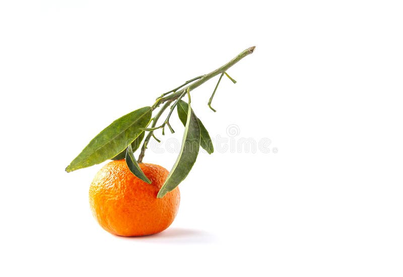 Orange Fruit with Green Leaves on White Background Stock Photo Image