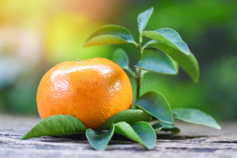 Orange fruit and leaf on wooden with green garden background - Healthy fruits fresh orange