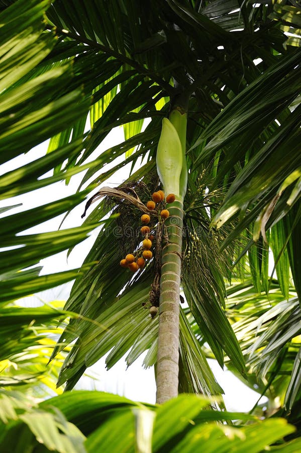 Palm Tree With Orange Fruit Stock Image Image of natural, subtropical
