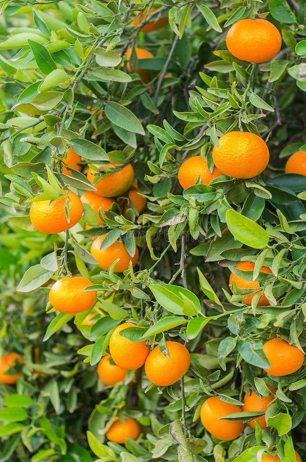 Orange fruit stock photo. Image of orange, branch, farm 48382252