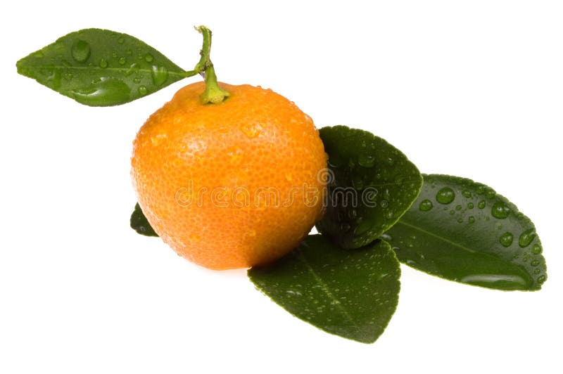 Orange fruit. sweet calamondin