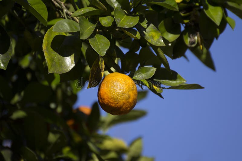 Orange fruit stock image. Image of ripe, tree, branch 50555685