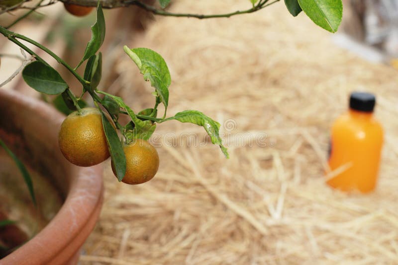 Orange Fruit on the Tree with Juice . Stock Photo Image of food