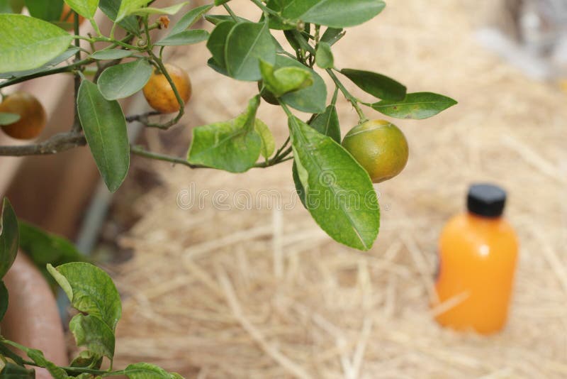 Orange Fruit on the Tree with Juice . Stock Image Image of tree