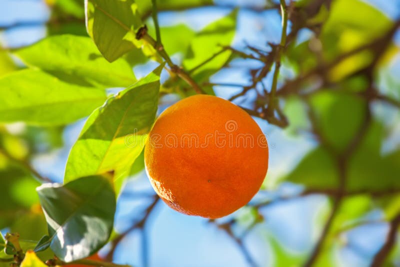 Orange fruit stock photo. Image of orange, growth, plant 47597538