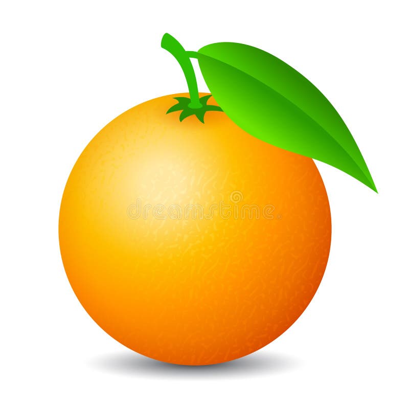 Orange Fruit Vector Cartoon Stock Vector - Illustration of garden ...