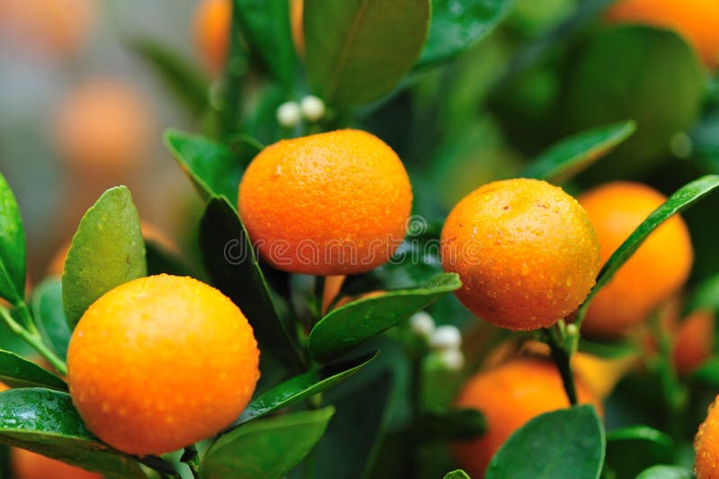 Orange fruits on tree royalty free stock image Orange fruits on tree royalty free stock image