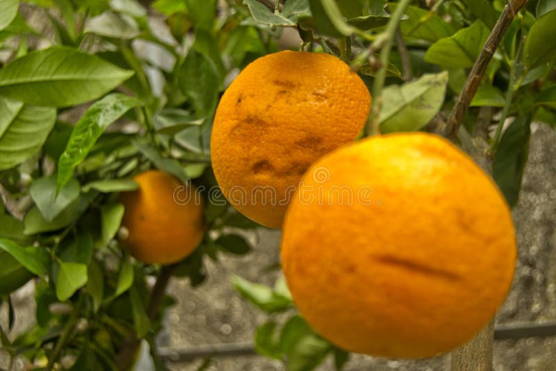 Orange Fruits on Trees with Green Leaves Citrus Sinensis Stock Photo