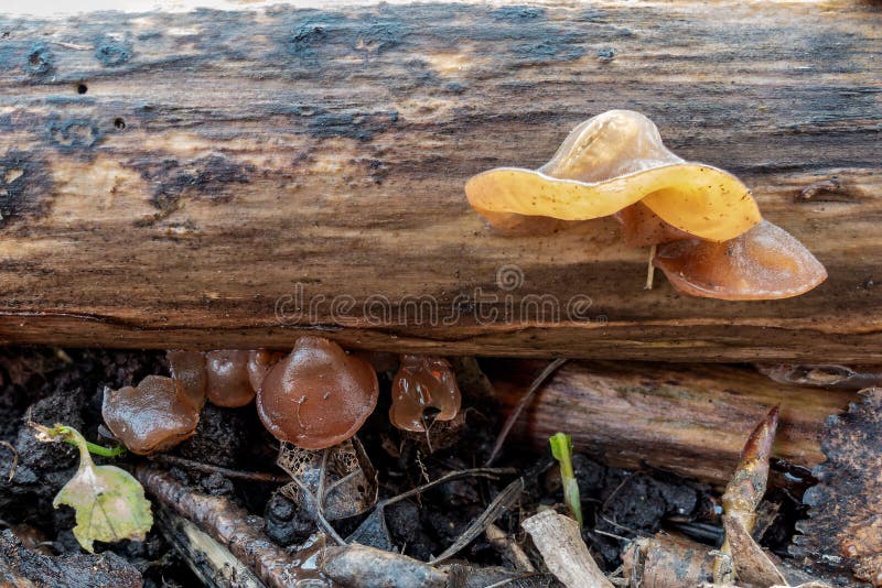 The Orange Mushrooms On Logs. Stock Photo Image of group, mushroom 35700176