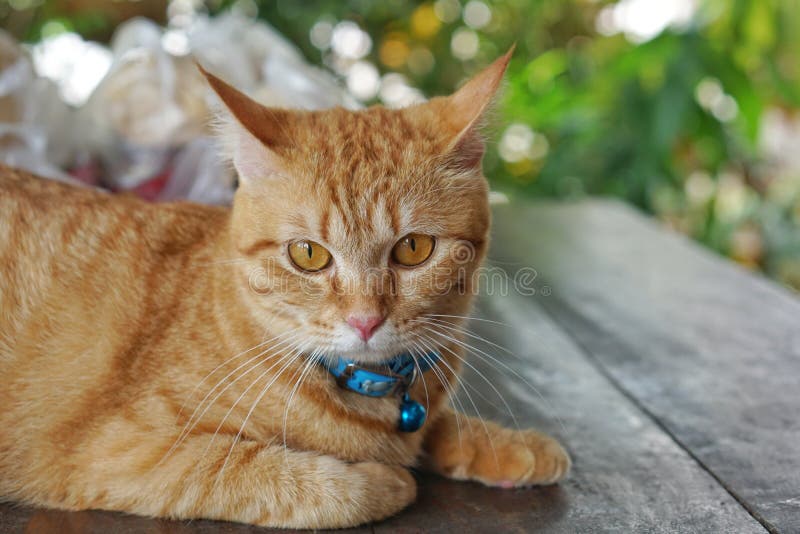 Orange Fur Cat Yellow Eye Pattern Blue Collar Looking Wondering Mixed Breed Cat Something Looks Cute Stock Photo Image Of Mammal Skin 182347298