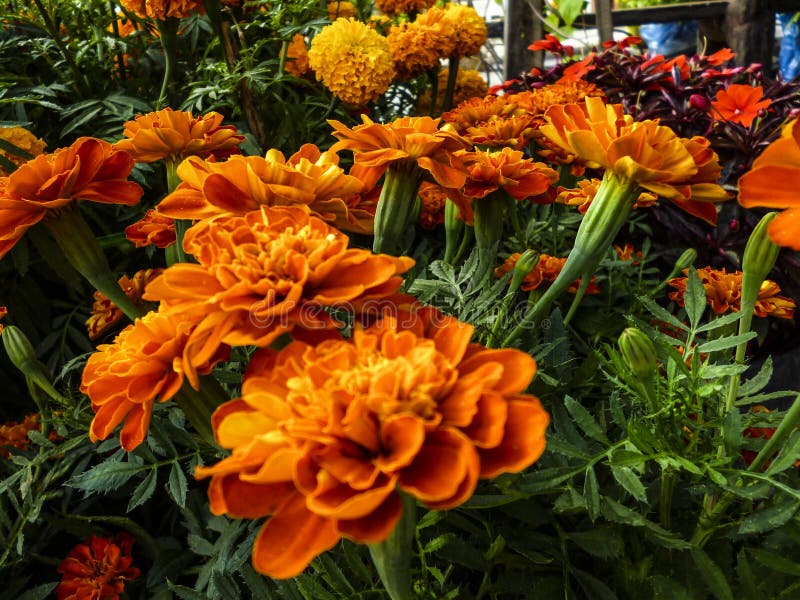 Orange Garden Of Chrysanthemums Is Blooming Stock Image Image Of