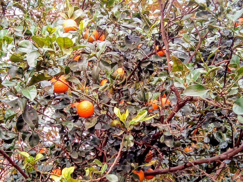 Orange garden outdoor garden fruits veggies stock images Orange garden outdoor garden fruits veggies stock images