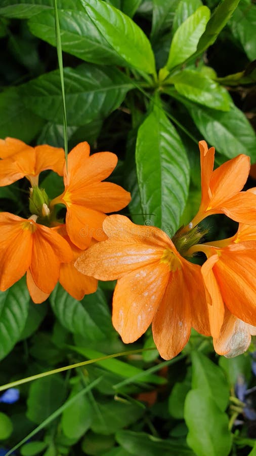 Orange Gartenblume Aus Mindanao, Philippinen Stockfoto Bild von nave