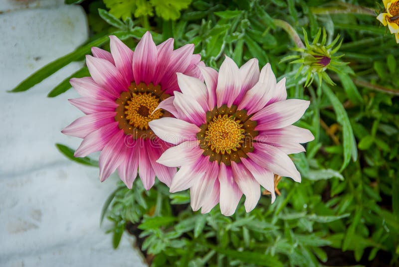 Orange Gazania stock image. Image of exotic, nbeautiful 140397859