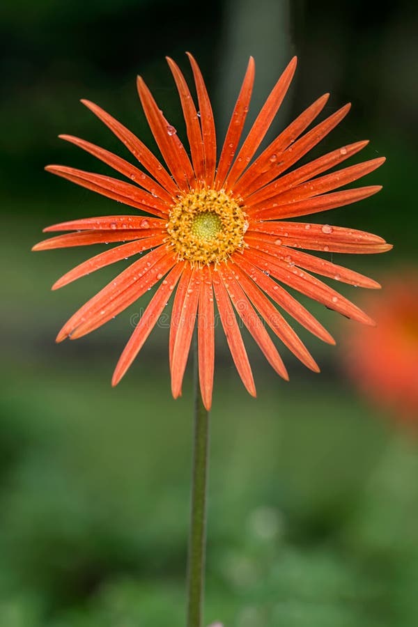 Orange Gelb-Blume Detail von Gerbera L ist eine Klasse von Anlagen im Asteraceae Daisy Family mit natürlichem Licht lizenzfreies stockbild Orange Gelb-Blume Detail von Gerbera L ist eine Klasse von Anlagen im Asteraceae Daisy Family mit natürlichem Licht lizenzfreies stockbild