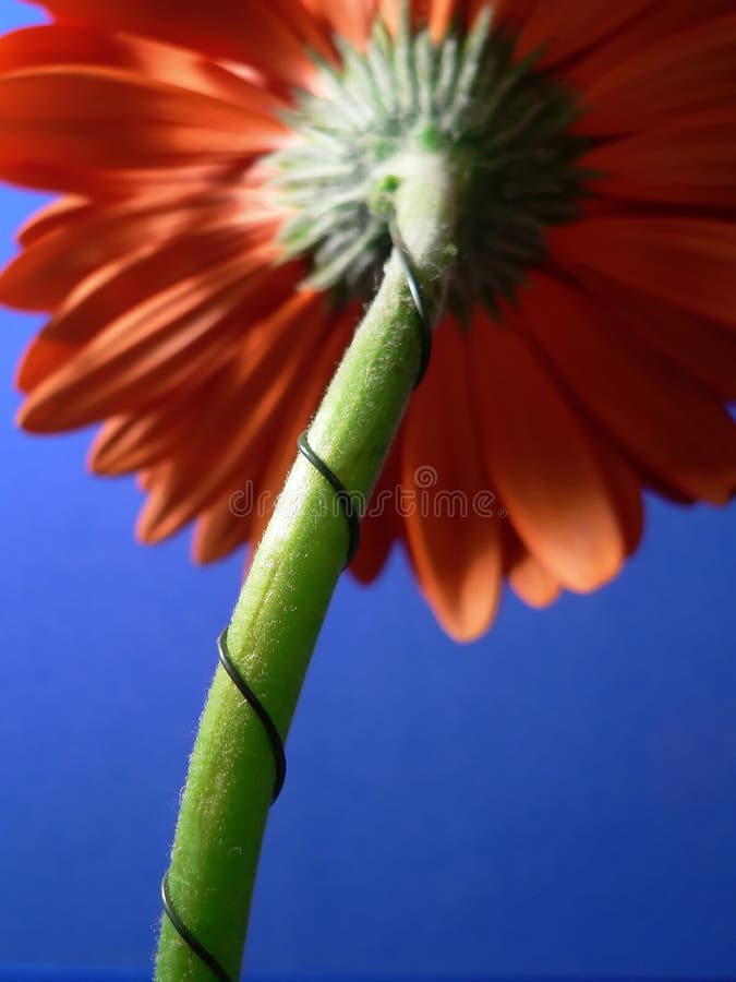 Orange Gerber Daisy and Stem from Behind Stock Image Image of daisy