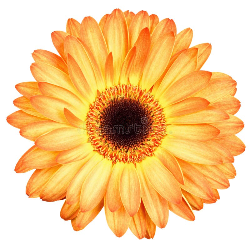 Orange gerber flower isolated on white stock image