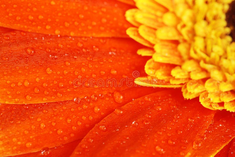 Orange gerbera