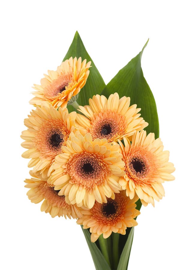 Orange gerbera daisies stock image. Image of plant, natural 22456725