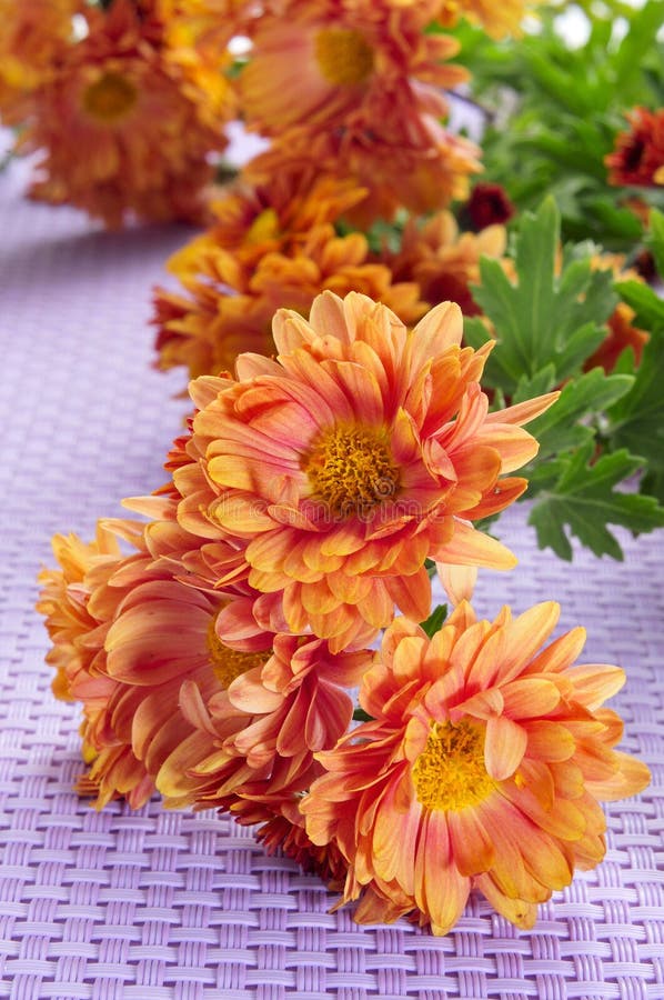 Orange gerbera daisies stock photo. Image of peace, barberton 27896594