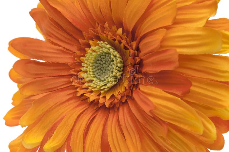 Gerbera Daisy Buds and Open Flowers Stock Photo Image of isolated