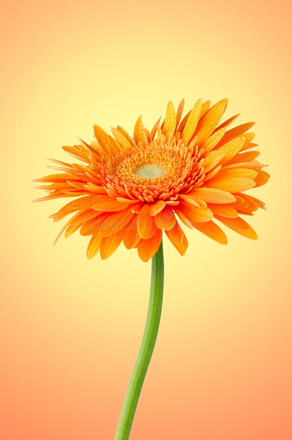 Orange Gerbera Daisy Flower Stock Image Image of flora, plant 27415179