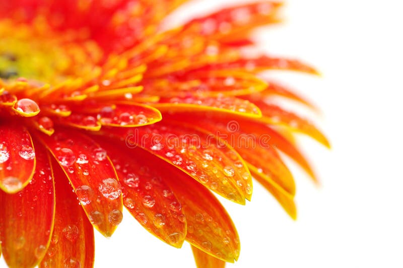 Orange gerbera flower