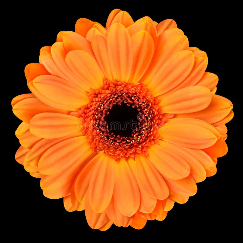 Orange Gerbera Flower Isolated on Black