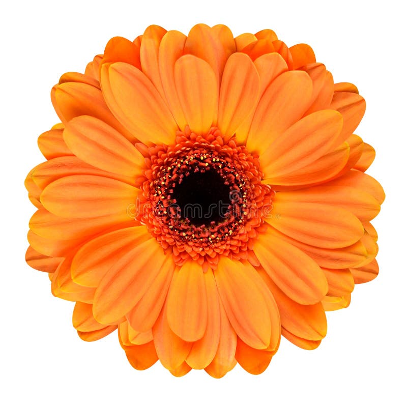 Orange Gerbera Flower Isolated on White