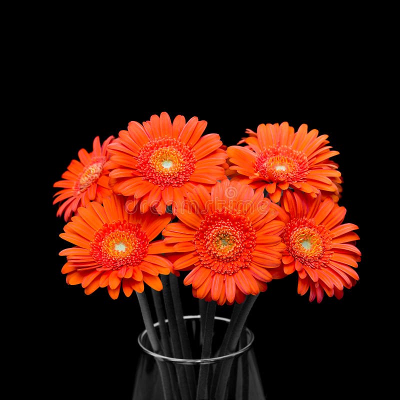 Orange Gerbera Flower in Vase on Black Background Stock Image Image