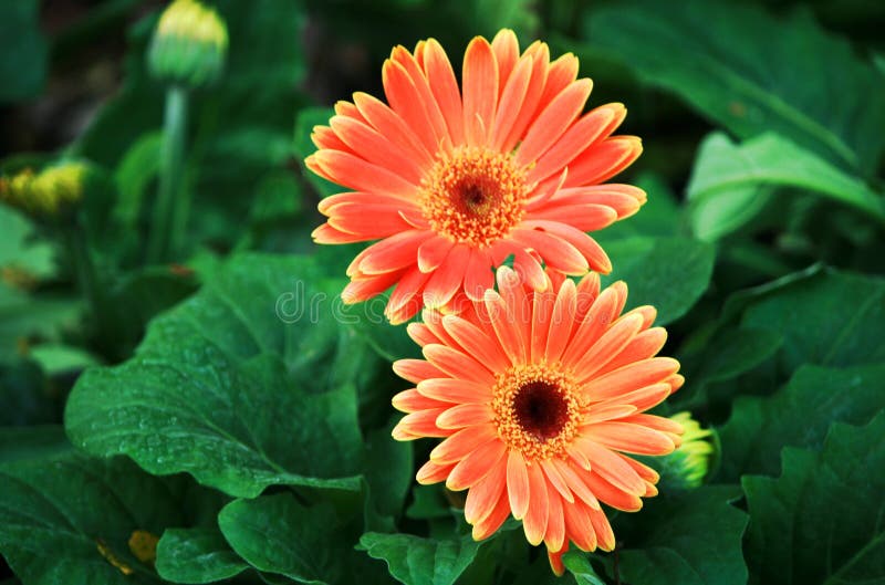 Orange gerbera flowers