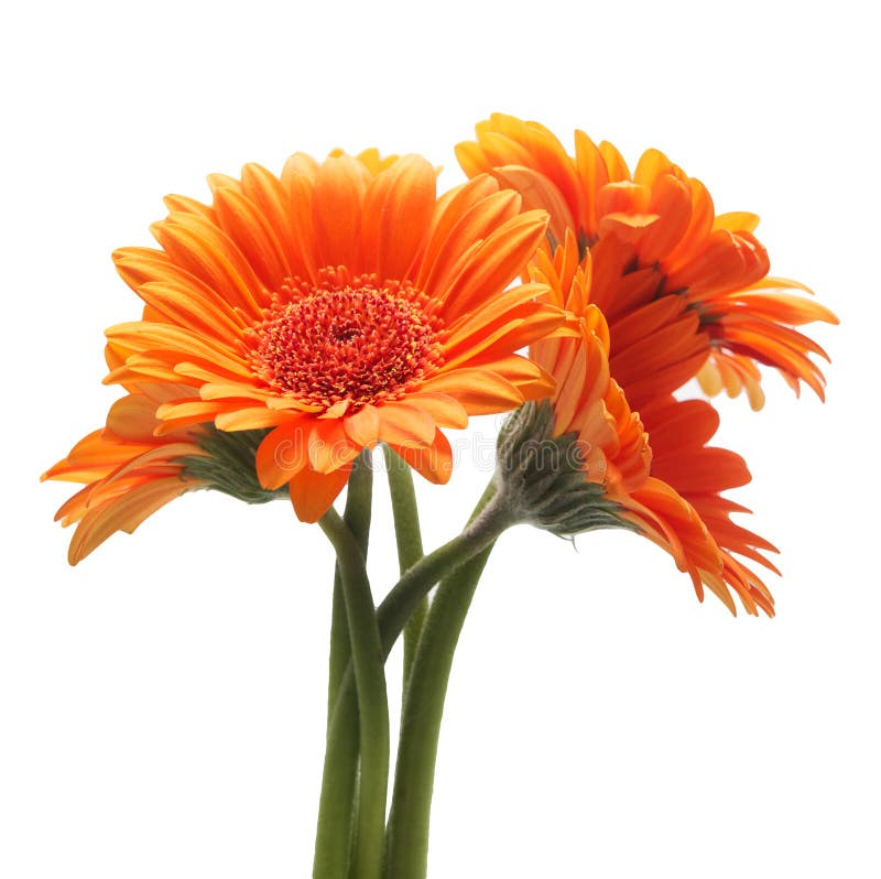 Orange Gerbera Daisy Flower Isolated on a White Background Stock Photo