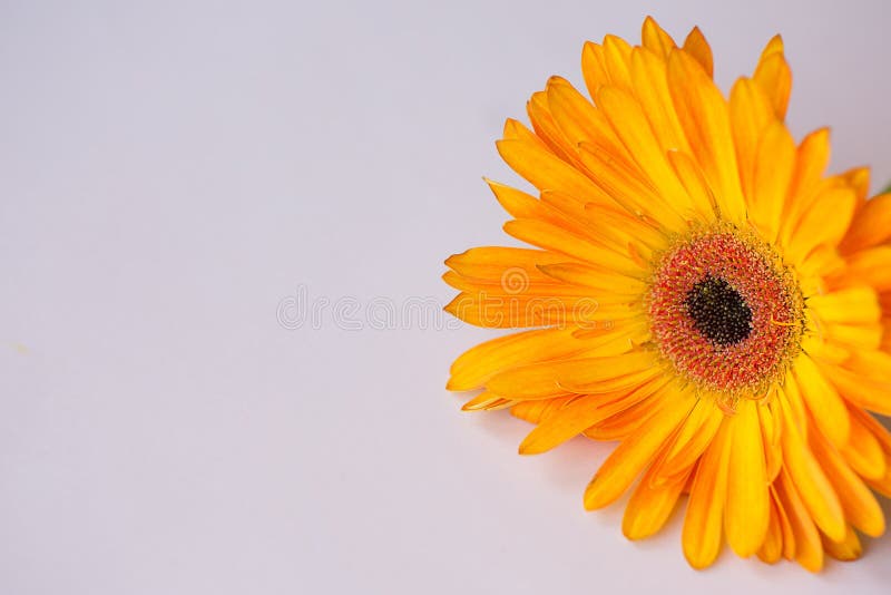 Orange Gerbera on Pink Background Stock Photo - Image of background