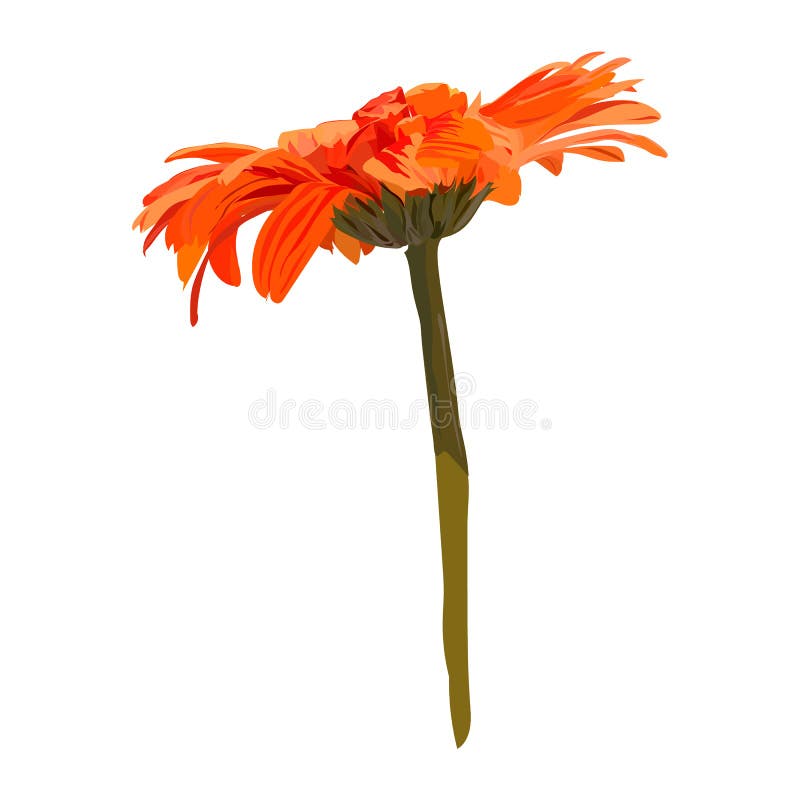 Orange Gerbera on White Background Stock Vector - Illustration of plant