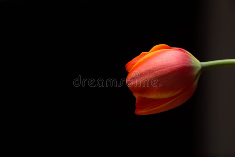 Orange geschlossener Blumenblatttulpenabschluß herauf Makroschuß stockfoto Orange geschlossener Blumenblatttulpenabschluß herauf Makroschuß stockfoto