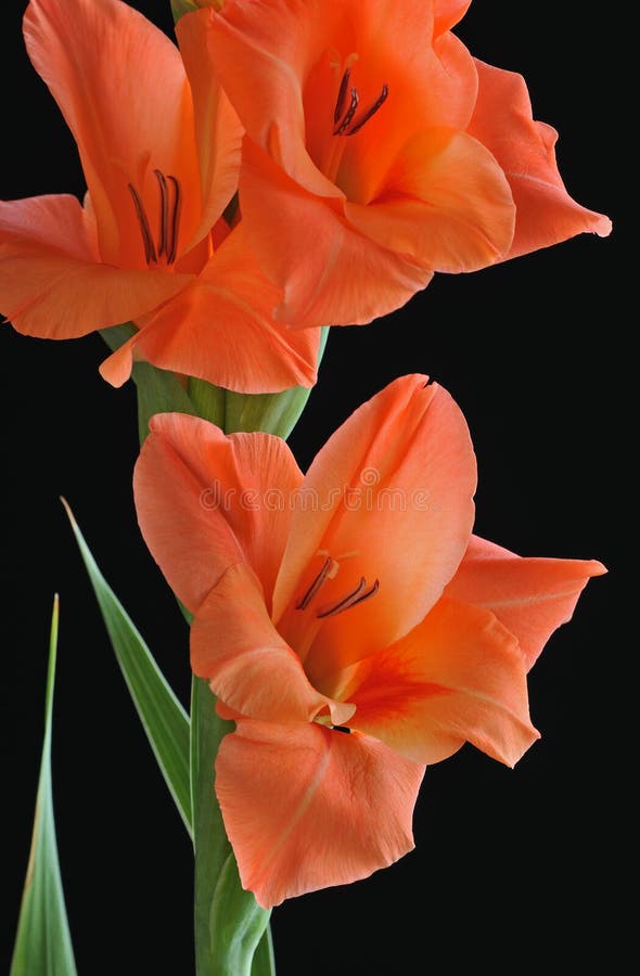 Orange Gladiolas stock image. Image of blooms, flowers - 5918761