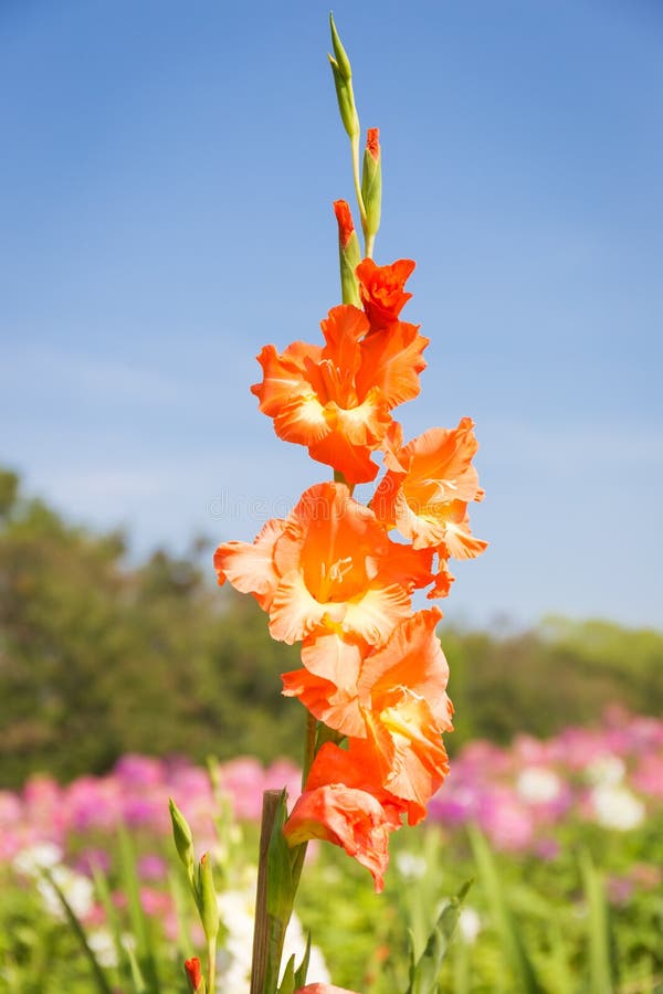 Bud of gladiolus orange 1 stock photo. Image of curled 79981324